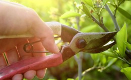 Pruning tips for autumn